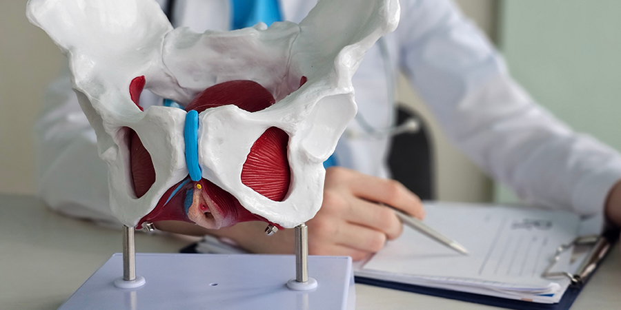 Specialist with a pelvic model to explain pelvic floor dysfunction.