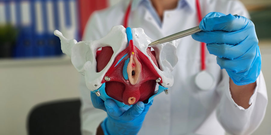 Gynaecologist shows anatomy of the location of pelvis with muscles.
